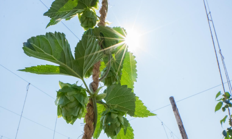 Hoprank in de zon / Pexels Hoprank in de zon